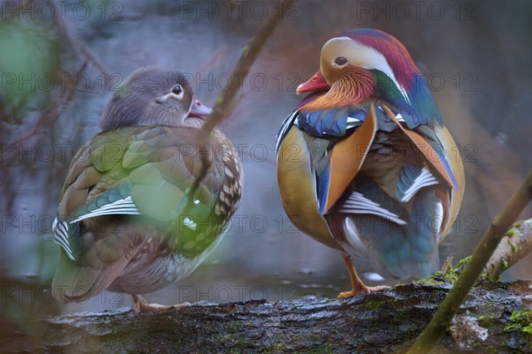Two Mandarin ducks sitting on a branch in a quiet forest area with colourful plumage, Mandarin duck (Aix galericulata), Hesse, Germany