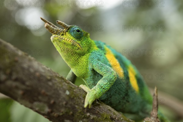 Three-horned chameleon (Trioceros jacksonii), male, Bwindi Impenetrable Forest National Park, Uganda