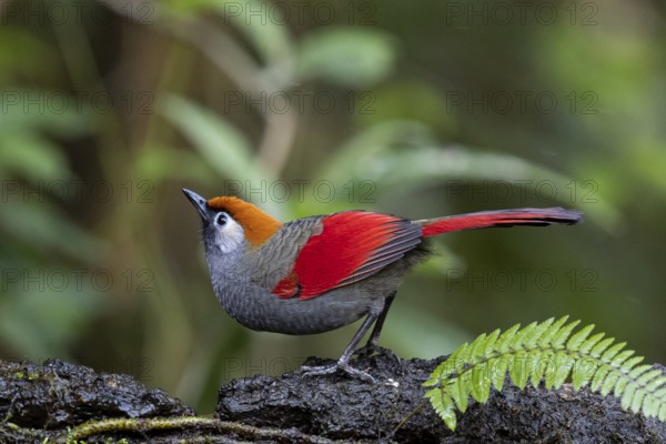 Red-tailed Laughingthrush (Trochalopteron milnei sharpei), Yunnan, China
