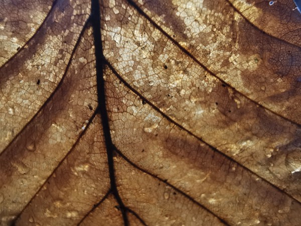 Detailed close-up of a brown leaf in autumn with visible veins and cells, Franconian Forest nature park Park