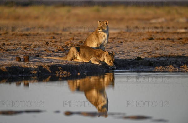 Two lionesses (Panthera leo) in the morning light at the Nxai Pan waterhole, Nxai Pan National Park, near Gweta, Central District, Botswana