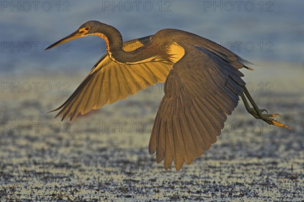 Tricolored Heron (Egretta tricolor) flying, Florida, USA