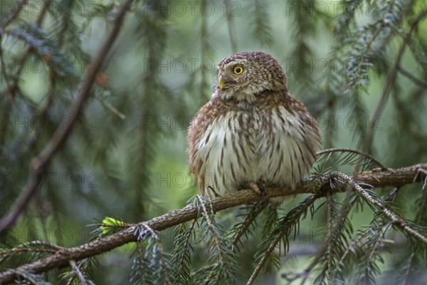 Eurasian Pygmy Owl (Glaucidium passerinum), Saxony, Germany