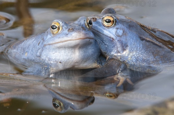 Blue moor frog (Rana arvalis) mating in the moor, Goldenstedter Moor, Lower Saxony, Germany