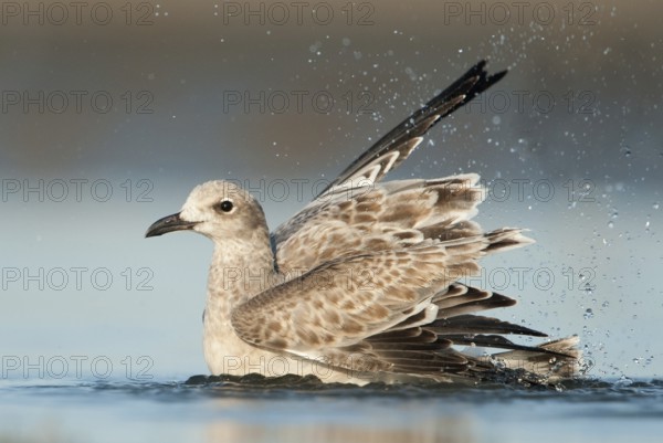 Laughing Gull (Leucophaeus atricilla), Texas, USA