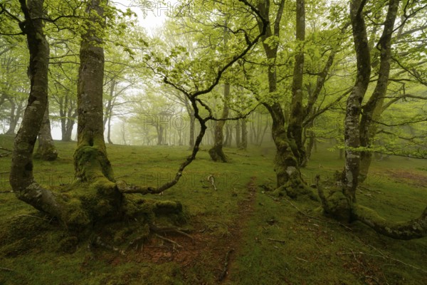 A magic forest with vibrant green foliage and moss covered tree trunks in the Pyrenees. The serene atmosphere and soft light create a peaceful, enchanting woodland scene