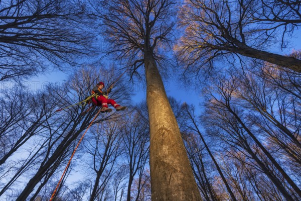 In Cademario, in the canton of Ticino, an arborist climbs a tree in the forest. An arborist is a trained tree care specialist who manages the health, safety, and maintenance of trees, performing tasks such as pruning, disease assessment, structural support, and sometimes the safe removal of damaged or hazardous trees