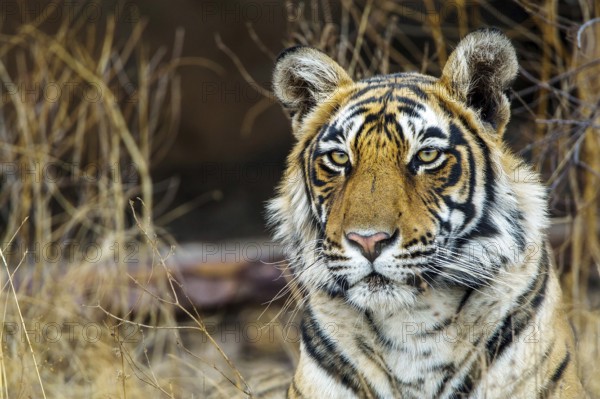 King tiger (Panthera tigris tigris), tigress Mutschili, female, Bengal tiger, portrait, wildlife, national park, Radjasthan, India