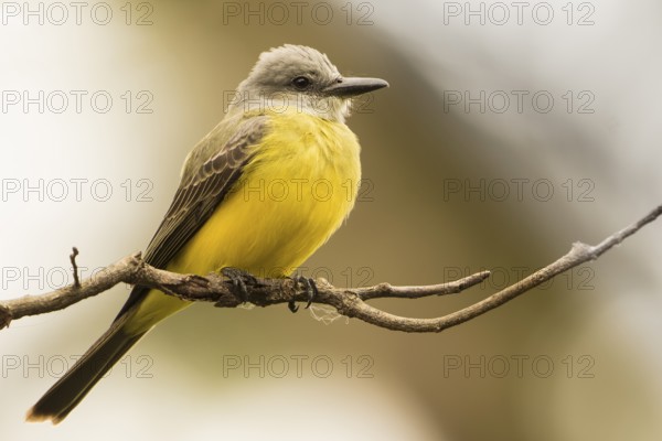 Tropical Kingbird (Tyrannus melancholicus) perched on a branch, Bolivia