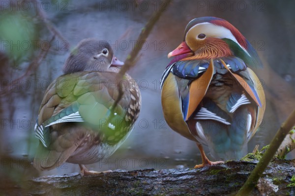 Two mandarin ducks with colourful plumage sitting on a branch in a quiet forest scene, Mandarin duck (Aix galericulata), Hesse, Germany