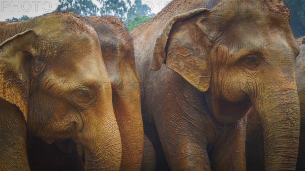 Asian elephants (elephas maximus) close together in front of a wooded background, Pinnawela Elephant Orphanage, Sri Lanka