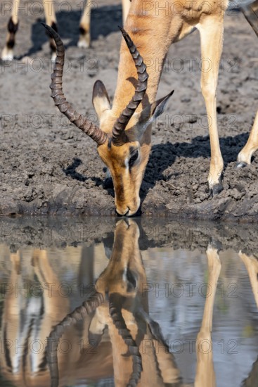 Impala (Aepyceros melampus) drinking at a natural waterhole, male, animal portrait, Black Heeler Antelope, Kruger National Park, South Africa