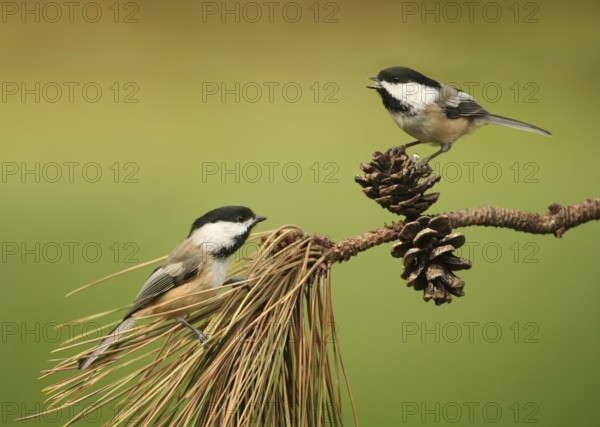 Black-capped Chickadee (Poecile atricapillus), Ohio, USA