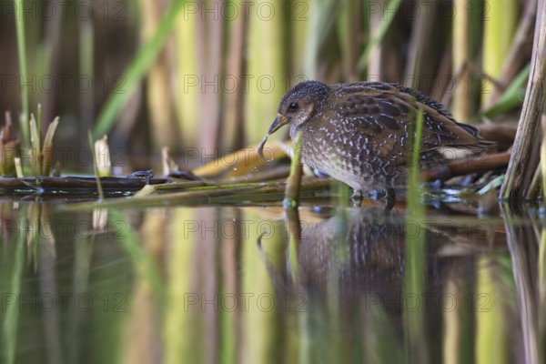 Spotted Crake (Porzana porzana) foraging, Saxony, Germany