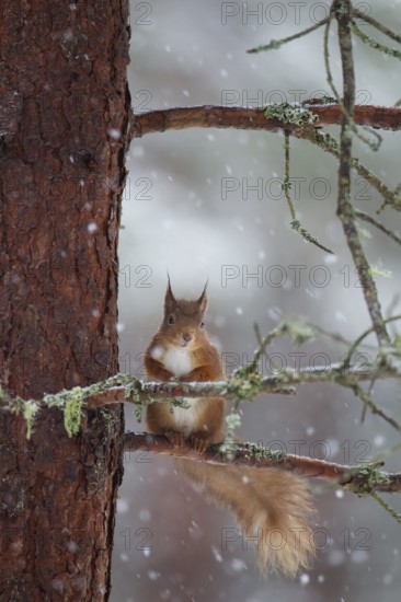 Red squirrel (Sciurus vulgaris) adult animal on a snow covered pine tree branch in winter, Scotland, United Kingdom