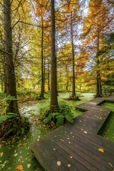 The Botanical Garden of the Ruhr University Bochum, in the district of Bochum-Querenburg, North Rhine-Westphalia, Germany, Botanical Garden of the Ruhr University Bochum, tertiary pond, swamp cypresses, in the district of Bochum-Querenburg, North Rhine-Westphalia, Germany