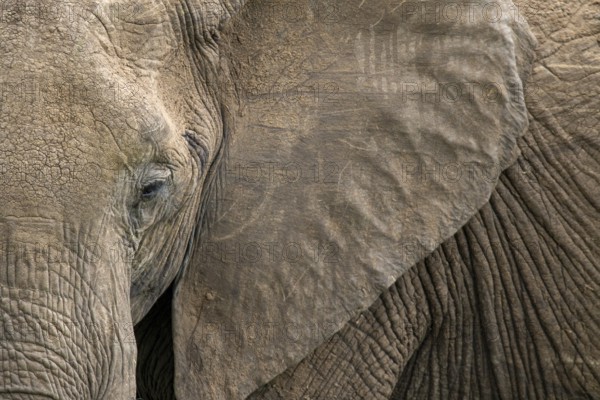 A detailed close-up of an elephant's textured skin, showcasing the intricate patterns and rough wrinkles, captured in the Masai Mara safari of Kenya