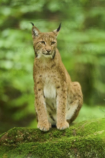 Eurasian lynx (Lynx lynx) lying on a rock in a forest, Bavaria, Germany