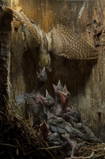 Eurasian Wryneck (Jynx torquilla) feeding chicks in nesting box, Saxony, Germany