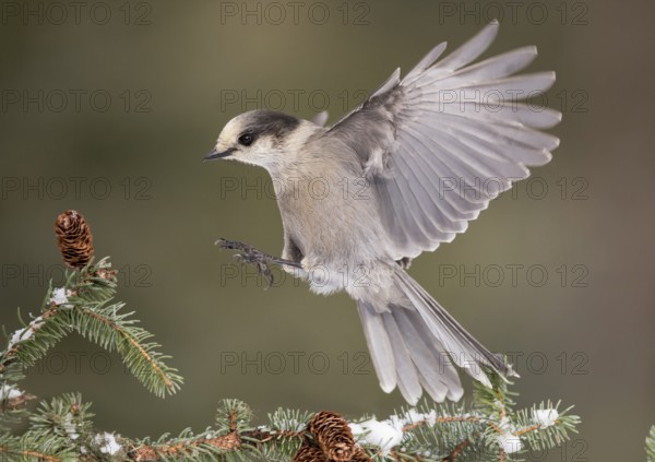 Grey Jay (Perisoreus canadensis) landing on a branch, Alaska, USA