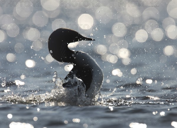 Pacific Loon (Gavia pacifica), Alaska, USA