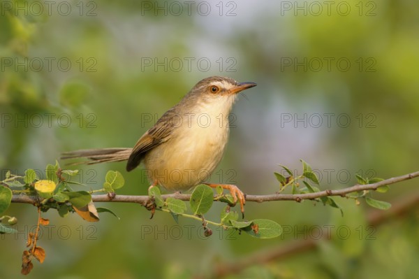 Plain Prinia (Prinia inornata) perched on a branch, Phetchaburi, Thailand
