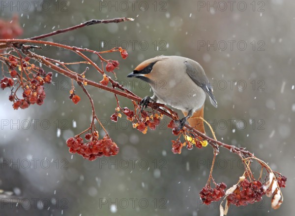 Bohemian Waxwing (Bombycilla garrulus) eating berries, Saskatchewan, Canada