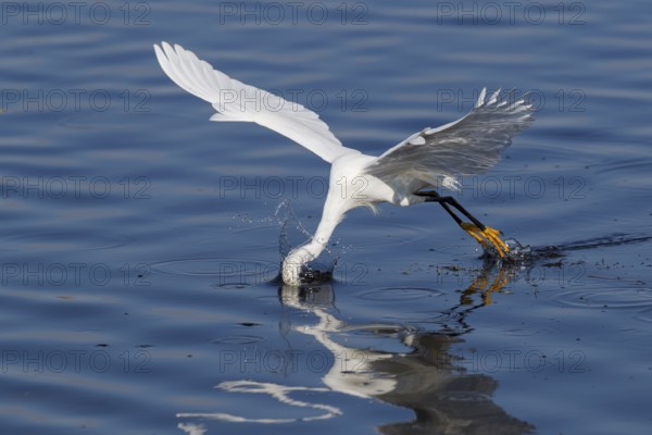 Snowy Egret (Egretta thula) feeding, Florida, USA