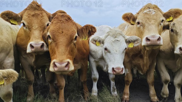A group of curious cows (bos taurus) on a pasture under a cloudy sky, Franconian Forest nature park Park