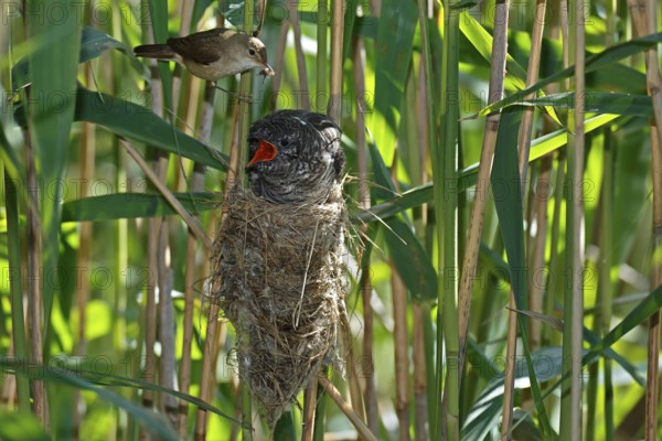Common Cuckoo & Eurasian Reed Warbler (Cuculus canorus & Acrocephalus scirpaceus) Eurasian Reed Warbler feeding juvenile Common Cuckoo in nest, Saxony-Anhalt, Germany