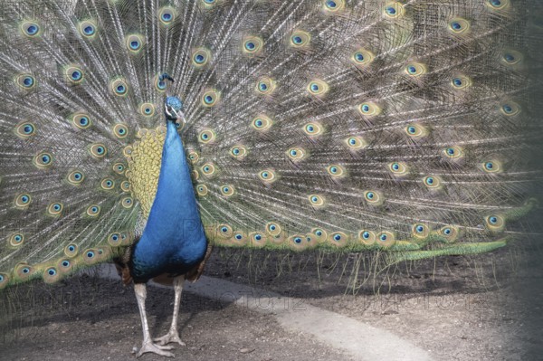 Peacock (Pavo Scalloped ribbonfish), Rhineland-Palatinate, Germany