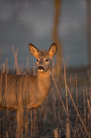 Portrait of a female Roe Deer, Roe deer doe (Capreolus capreolus) in first morning light. Some green vegetation in the distant background