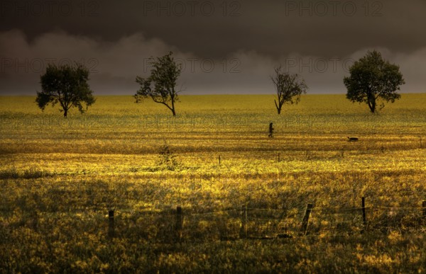 Fantasy landscape with oilseed plants, Germany, Europe, digitally edited