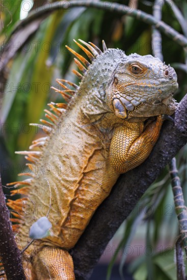 Green iguana (Iguana iguana), Germany