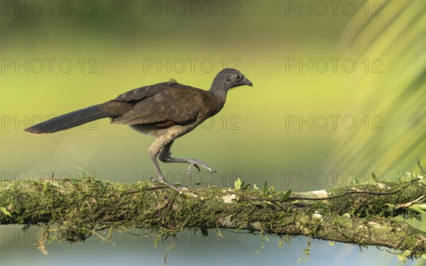 Graukopftschatschalaka, grey-headed chachalaca, Ortalis cinereiceps