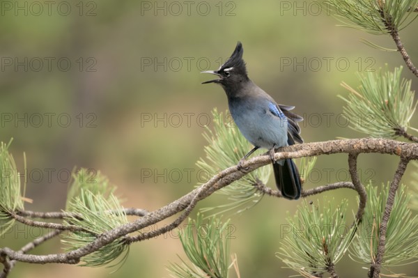 Steller's Jay (Cyanocitta stelleri) calling, perched on a conifer branch, Colorado, USA