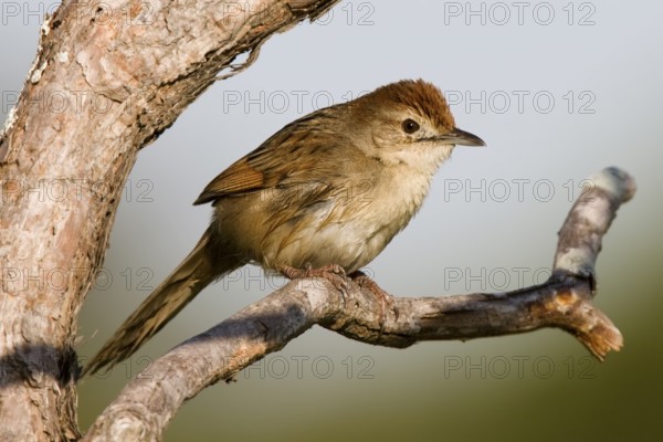 Tawny Grassbird (Megalurus timoriensis), Queensland, Australia
