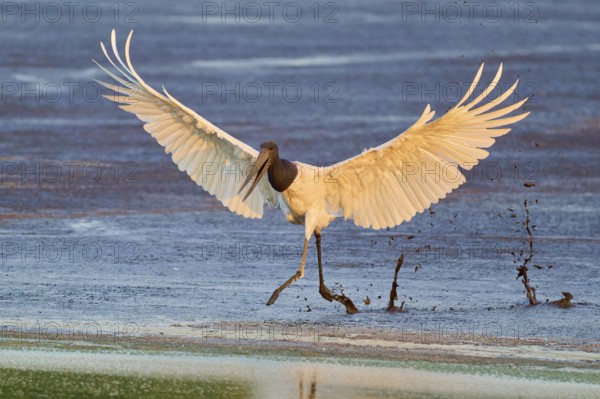 A bird lands dynamically on a wet surface with outstretched wings, Jabiru (Jabiru mycteria), Pantanal, Mato Grosso, Brazil