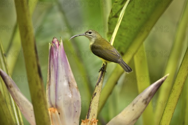 Little Spiderhunter (Arachnothera longirostra), Selangor, Malaysia