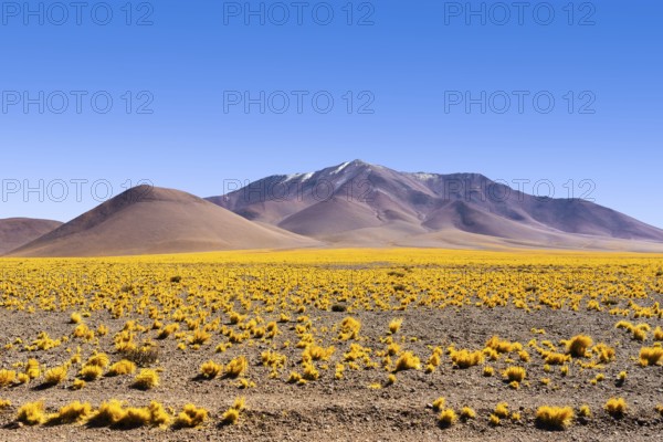 Vibrant yellow grass blanket the foreground of this expansive landscape in La Puna, set against the majestic backdrop of the Argentinian highlands' mountains
