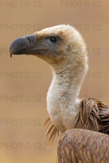 Griffon vulture, (Gyps fulvus), animals, birds, vultures, alworld vulture, hawk family, portrait, Sierra de San Pedro, Herreruela, Extremadura, Spain