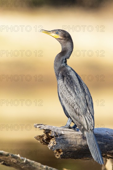 Humboldt Cormorant (Phalacrocorax brasilianus) Pantanal Brazil