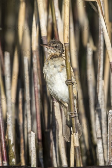 Great Reed Warbler (Acrocephalus arundinaceus) juvenile perched in reedbed, Mecklenburg-Western Pomerania, Germany