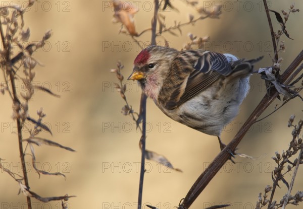 Common Redpoll (Acanthis flammea), Mecklenburg-Western, Pomerania, Germany