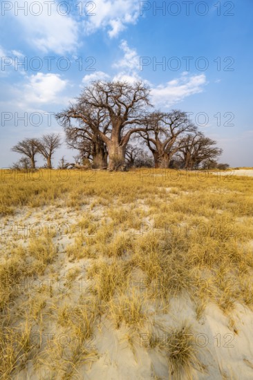 Babobabs on the edge of a salt pan, Baine's Baobabs, Nxai Pan National Park, Botswana