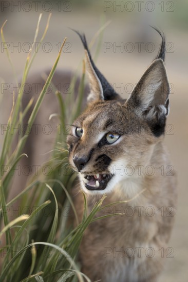 Caracal (Caracal caracal) adult hissing, Castile-La Mancha, Spain