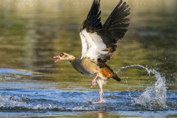 Flying Egyptian goose (Alopochen aegyptiaca) starting from a lake, invasive species, Bavaria, Germany