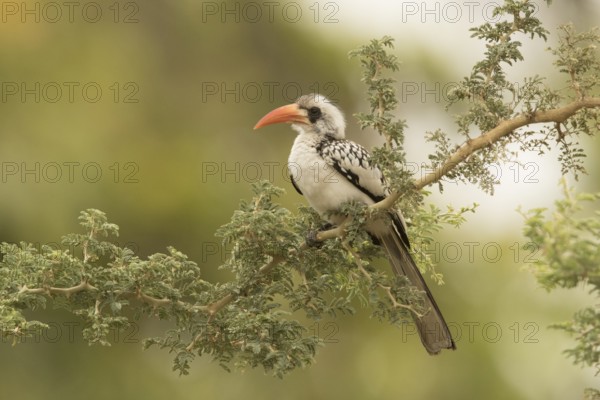 Western Red-billed Hornbill (Tockus kempi), Gambia