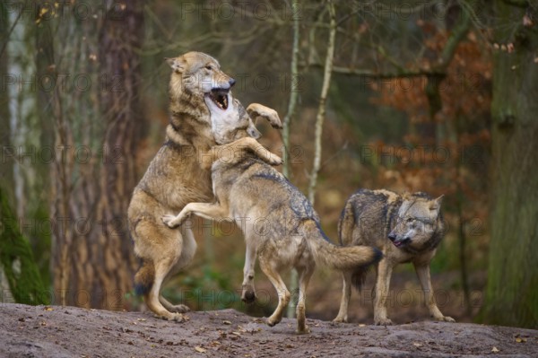 Three wolves playing dynamically with each other in the forest, Wolf (Canis lupus), Germany