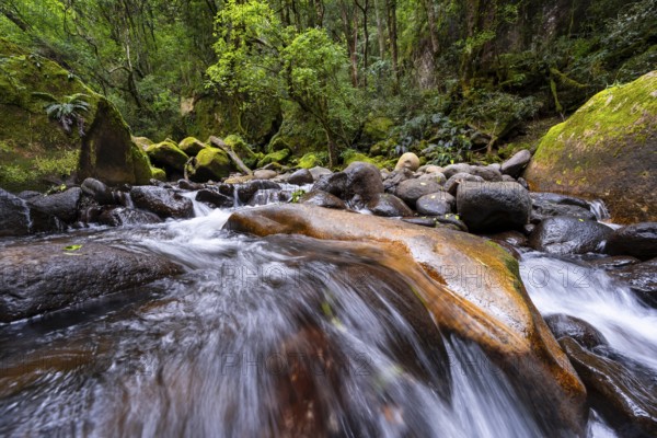 Mhlwazini River flows through thick forest, original mountain forest, Rainbow Gorge, Ukhahlamba-Drakensberg Park, KwaZulu-Natal, Drakensberg Mountains, South Africa